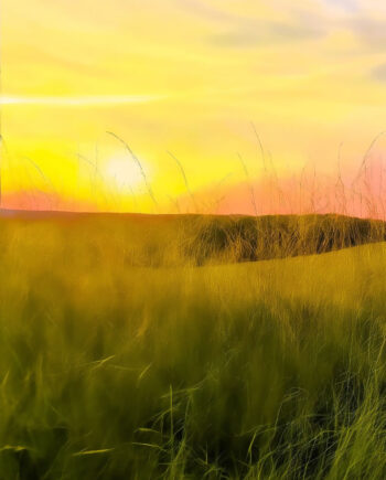 Sauvagnas, Soleil jaune