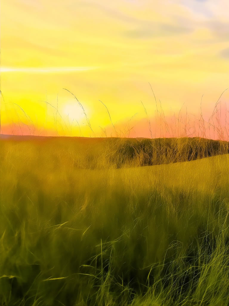 Sauvagnas, Soleil jaune