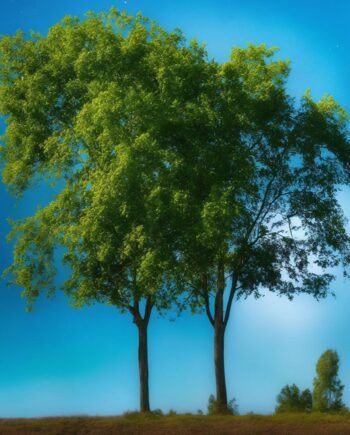 Sauvagnas, Arbres jumeaux